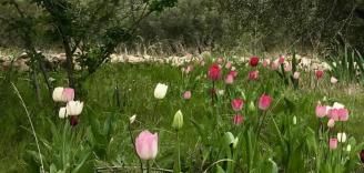 EL JARDÍN DE LOS LIRIOS FLORECE DE NUEVO